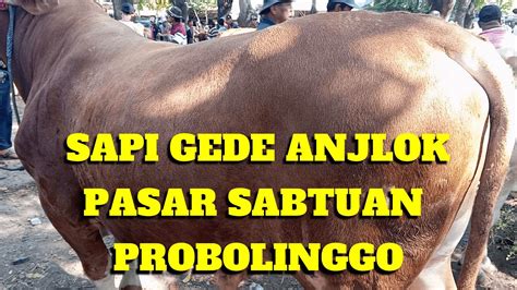 SAPI GEDE ANJLOK H 10 HARI RAYA KURBAN 2023 DI PASAR SABTUAN KOTAANYAR