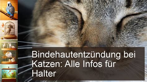 Bindehautentz Ndung Einer Katze Erkennen Und Behandeln Youtube