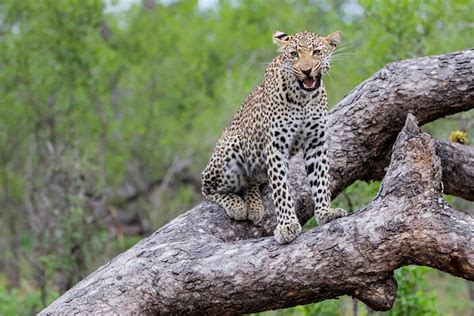 Safari Di Giorni Nel Parco Nazionale Kruger Da Citt Del Capo Fornito