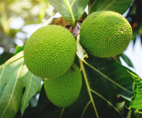 Grow More Fruit Inside: 10 Best Fruit Trees To Grow Indoors | Gardening Know How