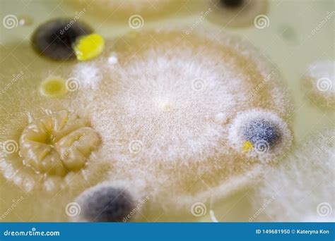 Colonies Of Different Bacteria And Molds Stock Photo Image Of Luteus