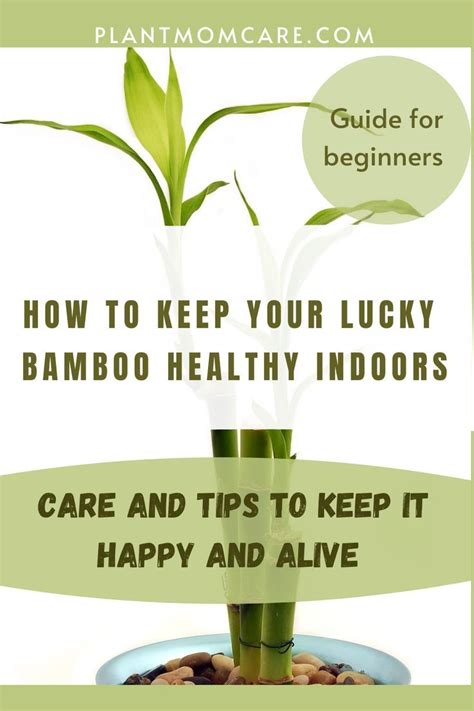 Bamboo care – Artofit