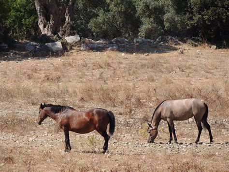 Horses at the ancient city of Teos near Sığacık Seferihi Flickr