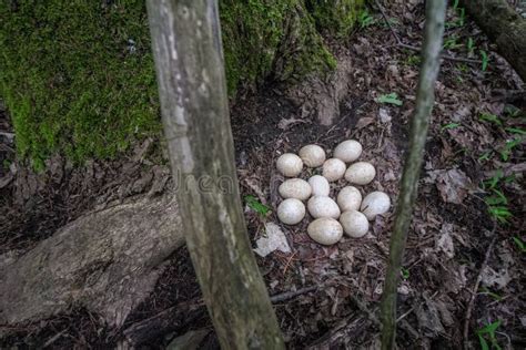 Wild nest stock photo. Image of camouflage, incubating - 110637462