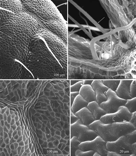 Fragments Of The Adaxial Epidermis Surface In The Leaves Of R Idaeus