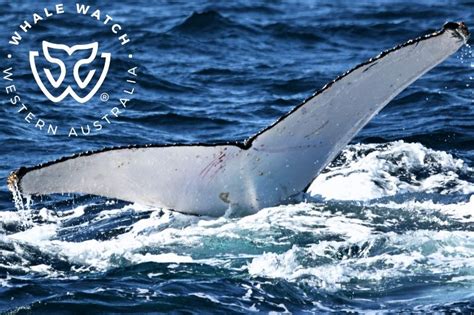 Augusta Whale Watching | Whale Watch Western Australia