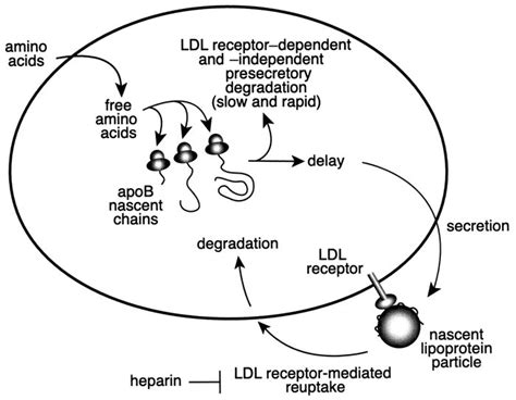 Jci The Role Of The Ldl Receptor In Apolipoprotein B Secretion