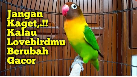 Dengar Suara Lovebird Ini Jangan Kaget Kalau Lovebirdmu Tiba Tiba