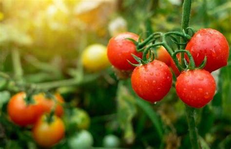 Agriculture News Tomato Price Hike Rs 259 Per Kg Sold At Mother Dairy Shops In Delhi Tomato