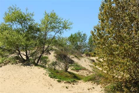 Landscape Of The Sand Dune With Vegetation Stock Photo - Image of sandy ...