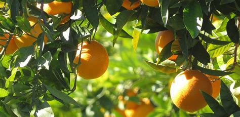 Modelling The Spread And Mitigation Of An Emerging Vector Borne Pathogen Citrus Greening In The