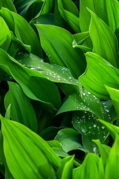 Hojas De Lirio De Los Valles Con Gotas De Agua Despu S De La Lluvia