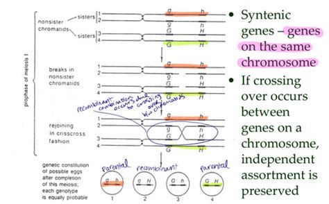 Linkage Recombination And The Mapping Of Genes On Chromosomes