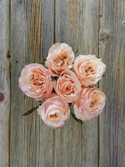 Wholesale Shimmer Peach Roses Delivered Online | FlowerFarm