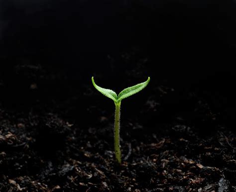 Carolina Reaper Chilli Pepper Seedling Photograph By Cordelia Molloy