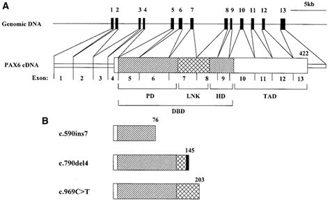 Structures Of Human Pax6 Genecdna And Mutants A Top Diagram Of The