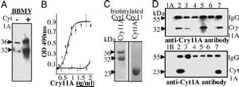 Analysis Of The Interaction Of Cry11Aa And Cyt1Aa Proteins A