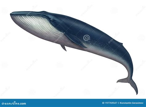 Blue Whale Great Illustration Isolate Art Realistic Cartoondealer