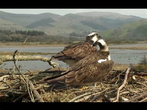 Dyfi Osprey Project Cam Wales The Couple Marijke B Flickr