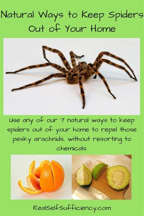 How To Keep Spiders Out Of Your Home Insect Control Best Pest Control Pest Control