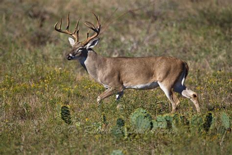 South Texas Whitetail Buck During Autumn Rut Yellowstone Nature