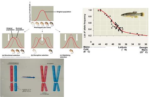 Biology Chapter Evolution Of Populations Diagram Quizlet