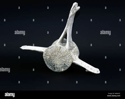 Whale Vertebra Hi Res Stock Photography And Images Alamy