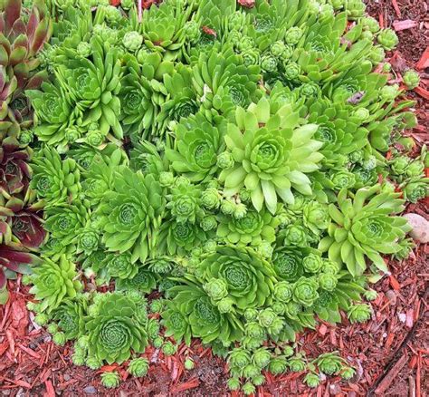 Live Plants From My Garden Hens And Chicks Sempervivum Green Wheel