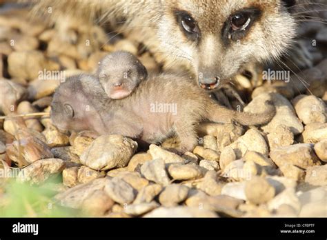 Newborn Meerkats With Mother Stock Photo Alamy