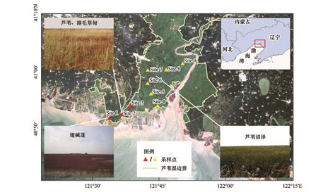 辽河三角洲河口芦苇沼泽湿地植被固碳潜力