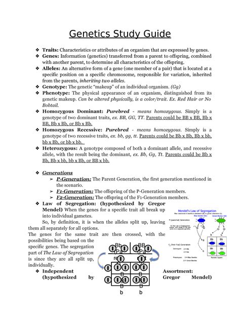 Genetics Study Guide Bb Pa Rent Bb Pa Rent B B B B B B B B