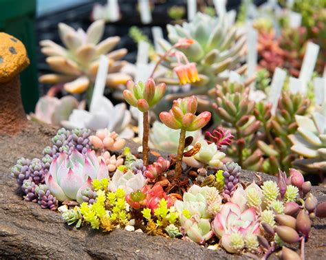 多肉植物専門店 エケベリア韓国苗カット苗・抜き苗の通販 森の多肉園