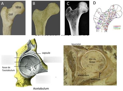 Articulation coxo fémorale et travées osseuses du fémur Diagram Quizlet