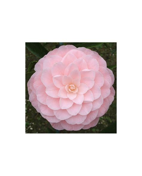 Camellia Japonica Nuccio S Cameo