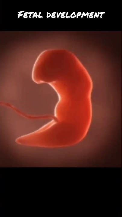 Fetus Developmentfetal Development Fetal Growthभ्रूण का विकास