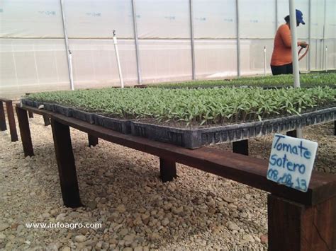 Foto De Producci N De Plantines Tomate En Vivero