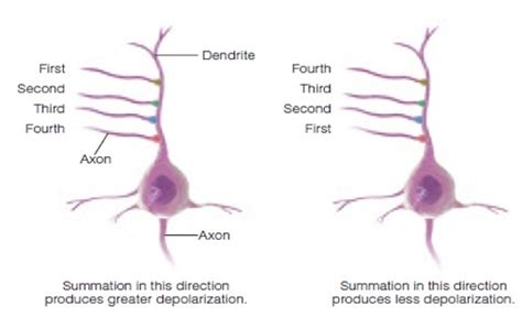 Kaarten Biopschology Chapter Quizlet