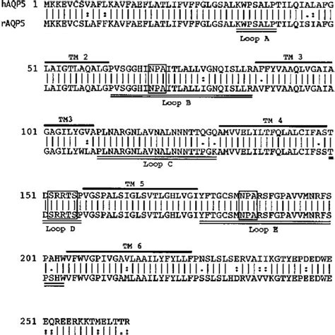 Comparative Alignment Of Deduced Amino Acid Sequences Of Human And Rat