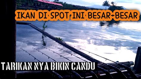 Mancing Cirata Terbaru Tarikan Ikan Yang Bikin Candu Para Pemancing