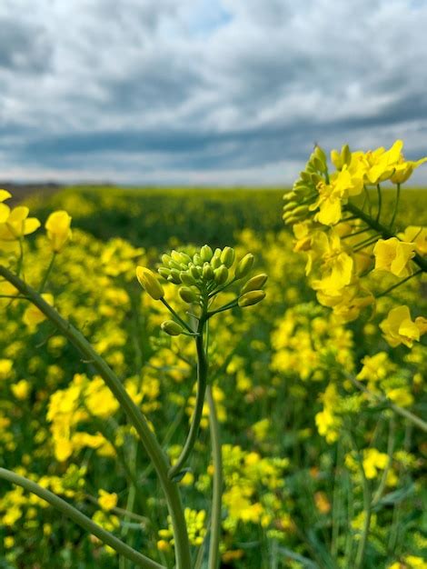 Um Campo De Flores Amarelas De Canola Um C U Nublado Ao Fundo