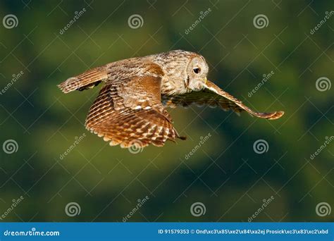 Tawny Owl Strix Aluco Royalty Free Stock Photography CartoonDealer