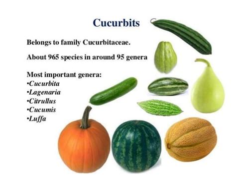 Cucurbitaceae Ppt