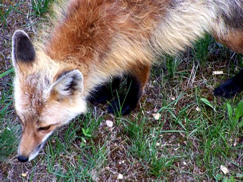 The Natural World Red Foxes In Breckenridge