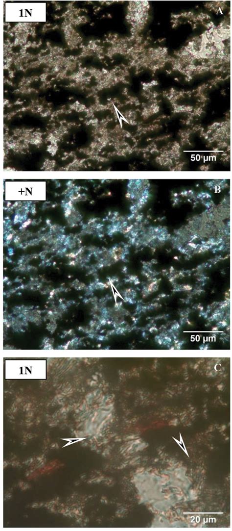 Frontiers Microbially Mediated Ore Forming Processes And Cell