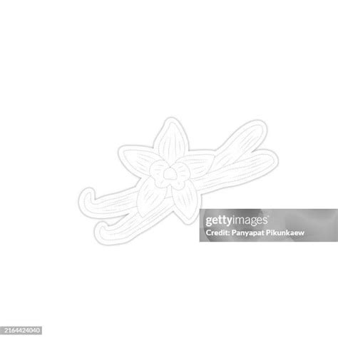 107 Vanilla Bean White Background High Res Illustrations Getty Images
