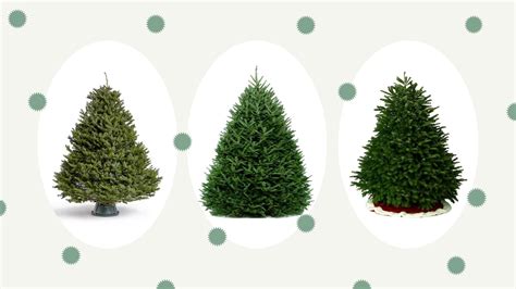 Types Of Fresh Christmas Trees