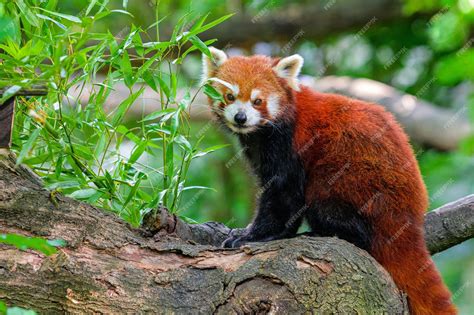 Premium Photo | Red panda in forest red panda lying on the tree with ...