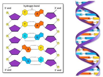 Ácidos nucleicos DNA Biologia A ciência da vida