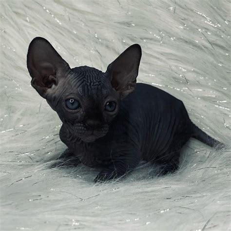 Black Hairless Cat