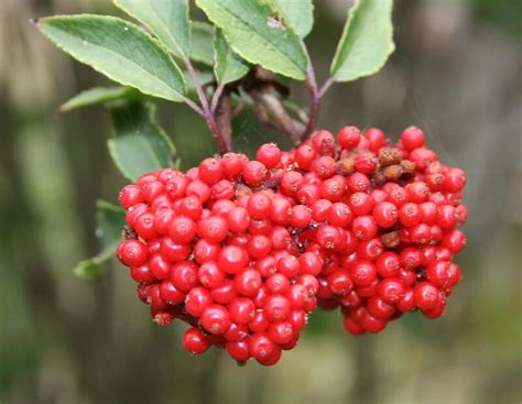 Best Elderberry Varieties For Homegrown Food And Medicine